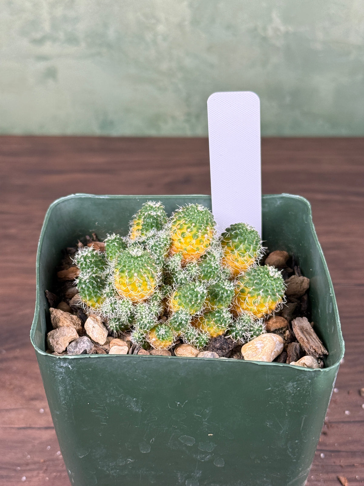 Turbinicarpus horripilus f. monstrosa