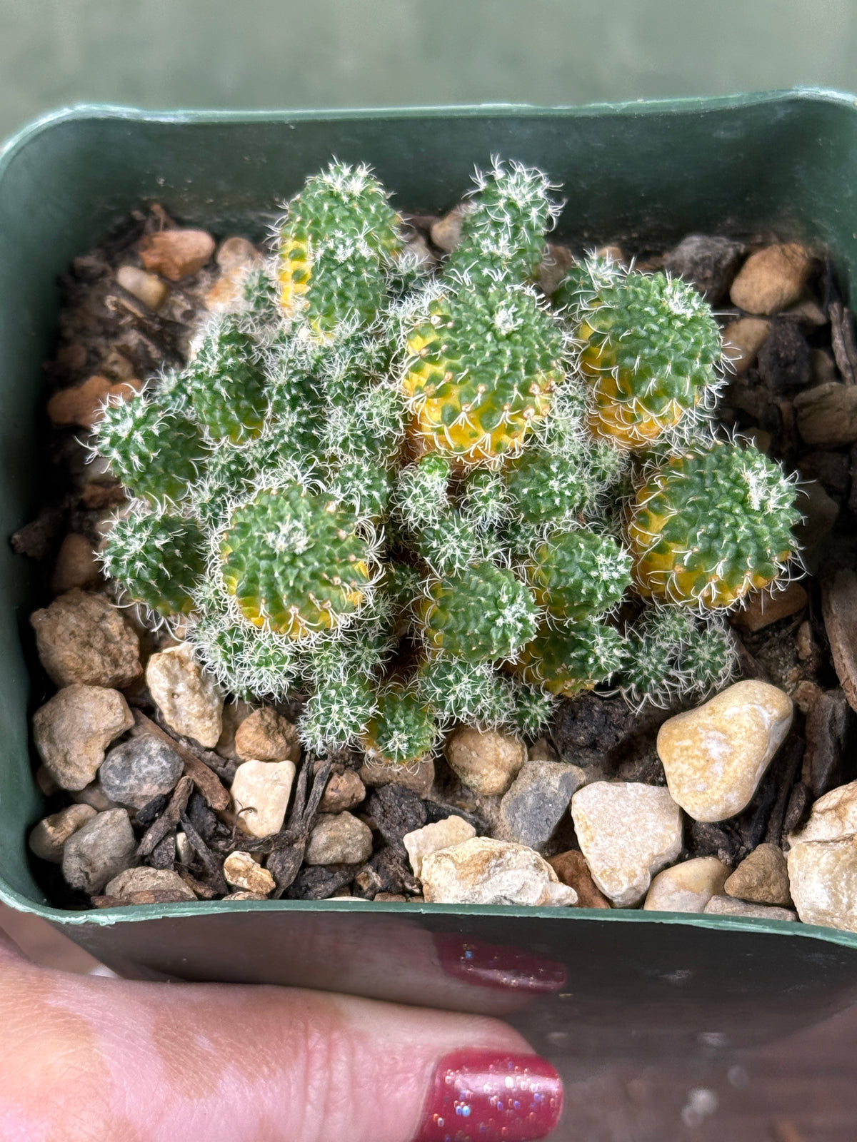 Turbinicarpus horripilus f. monstrosa