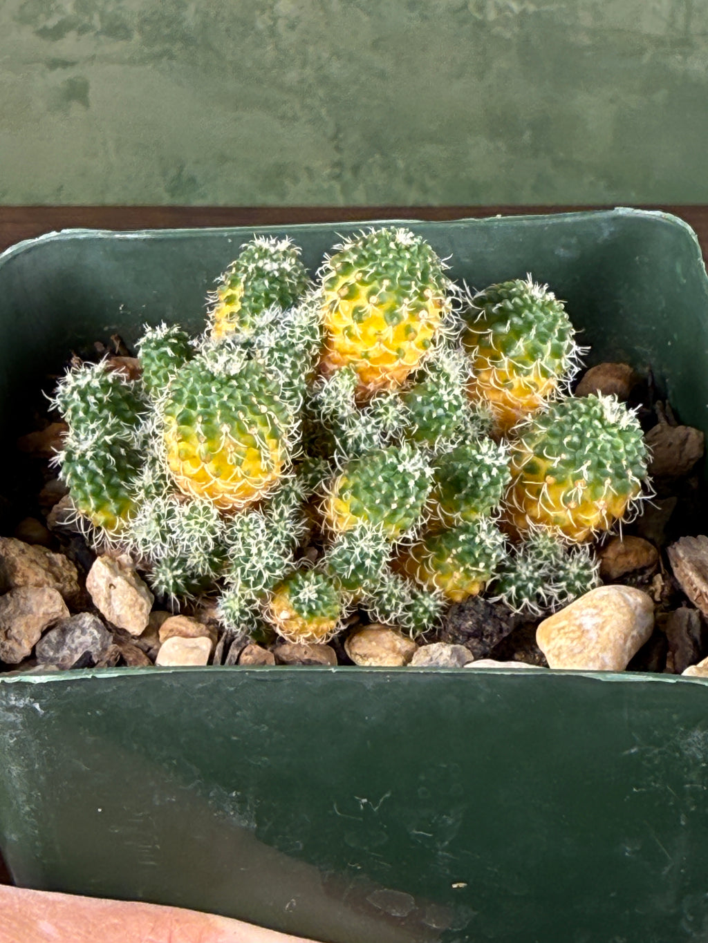Turbinicarpus horripilus f. monstrosa