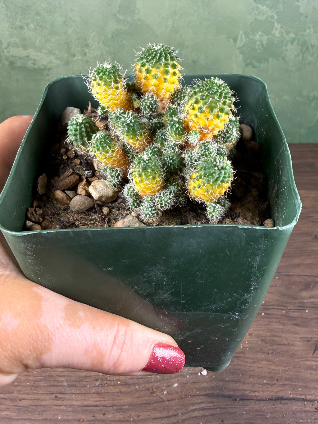 Turbinicarpus horripilus f. monstrosa