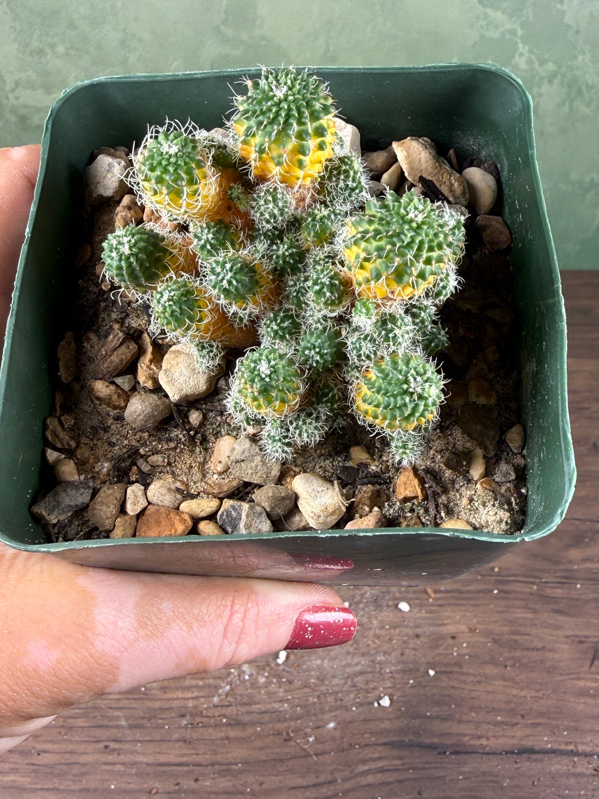 Turbinicarpus horripilus f. monstrosa