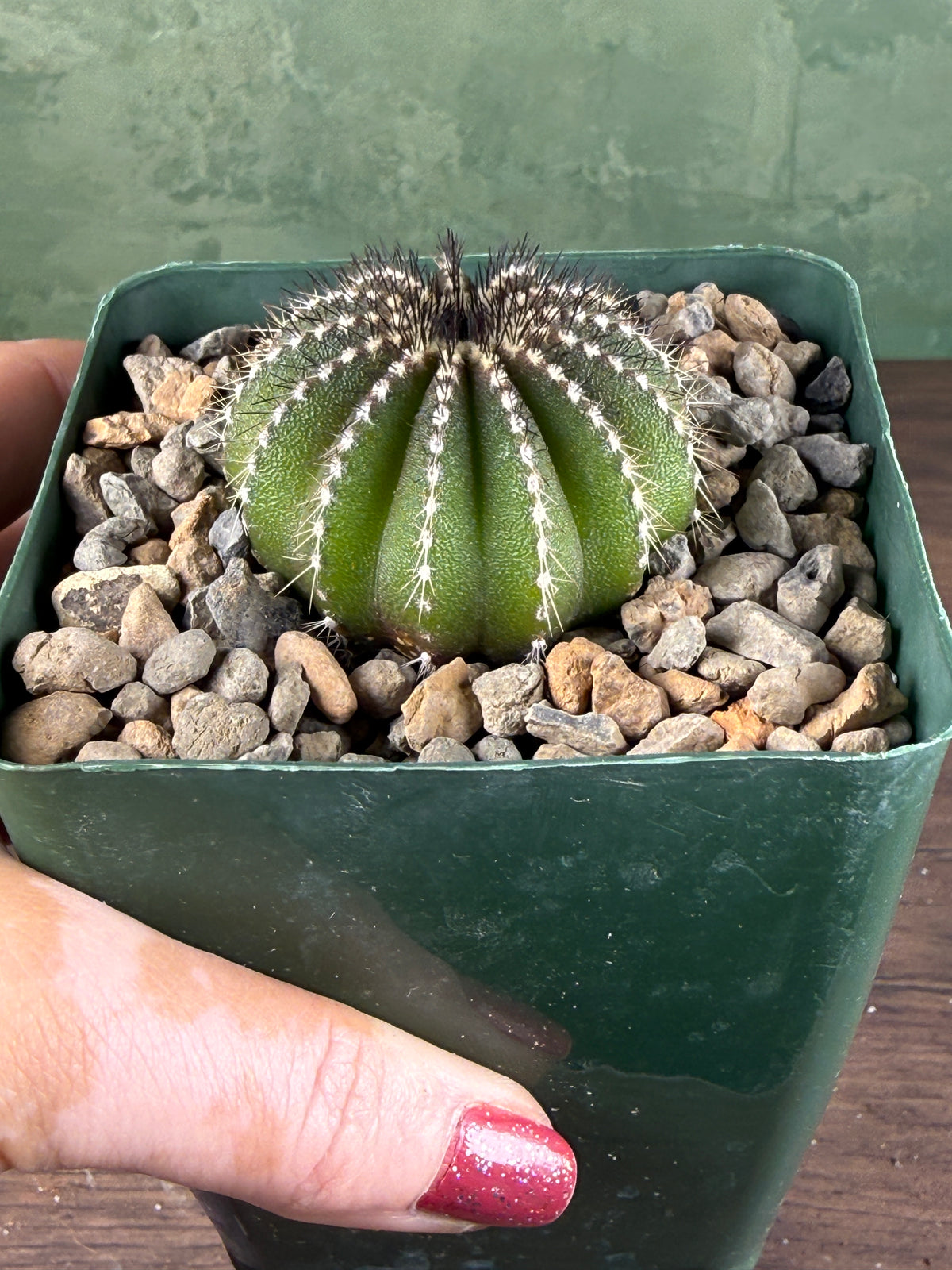 Uebelmannia pectinifera (Copy)
