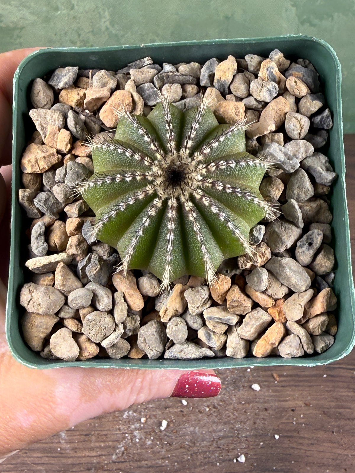 Uebelmannia pectinifera (Copy)