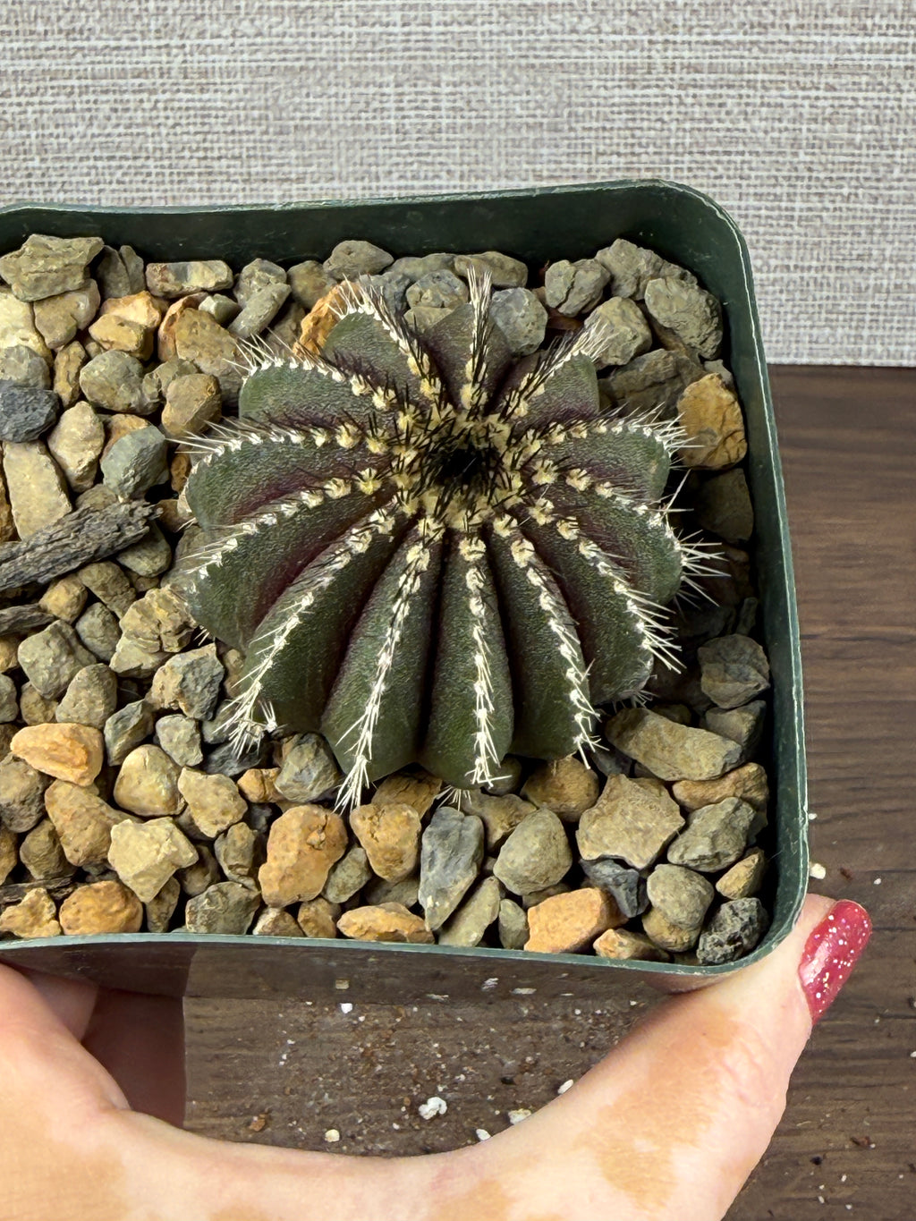 Uebelmannia pectinifera (Copy)