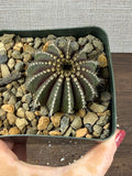 Uebelmannia pectinifera (Copy)