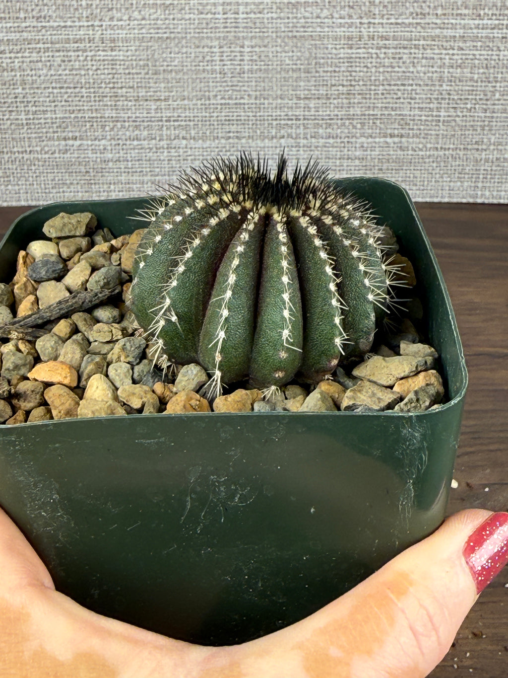 Uebelmannia pectinifera (Copy)