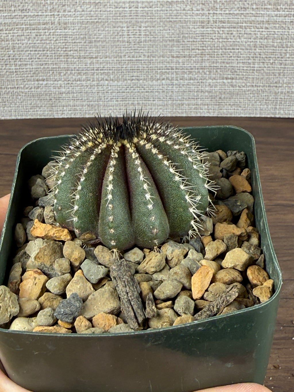 Uebelmannia pectinifera (Copy)