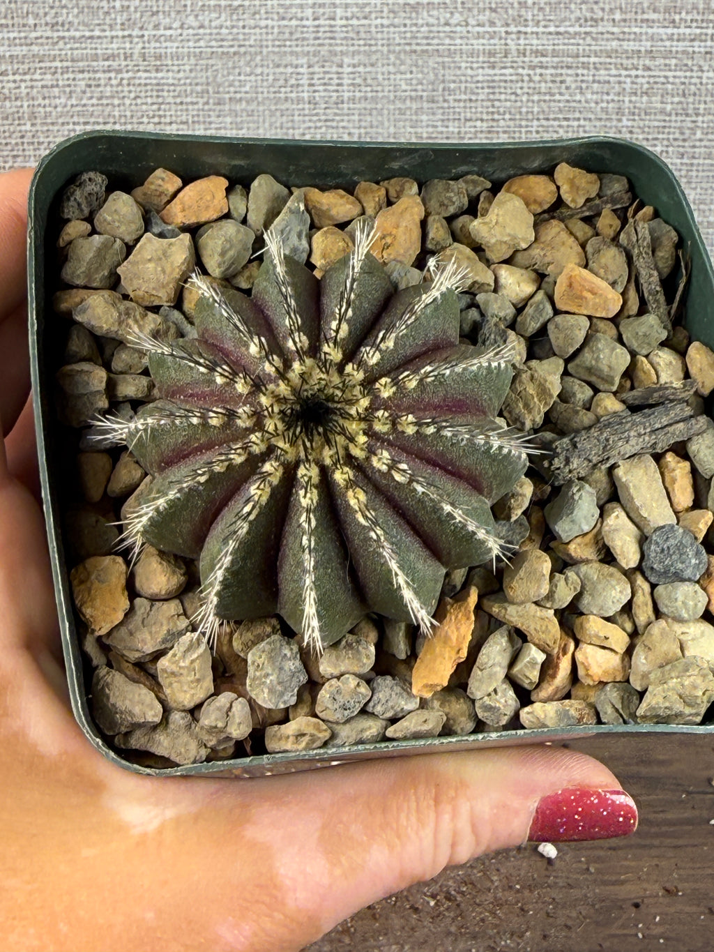 Uebelmannia pectinifera (Copy)