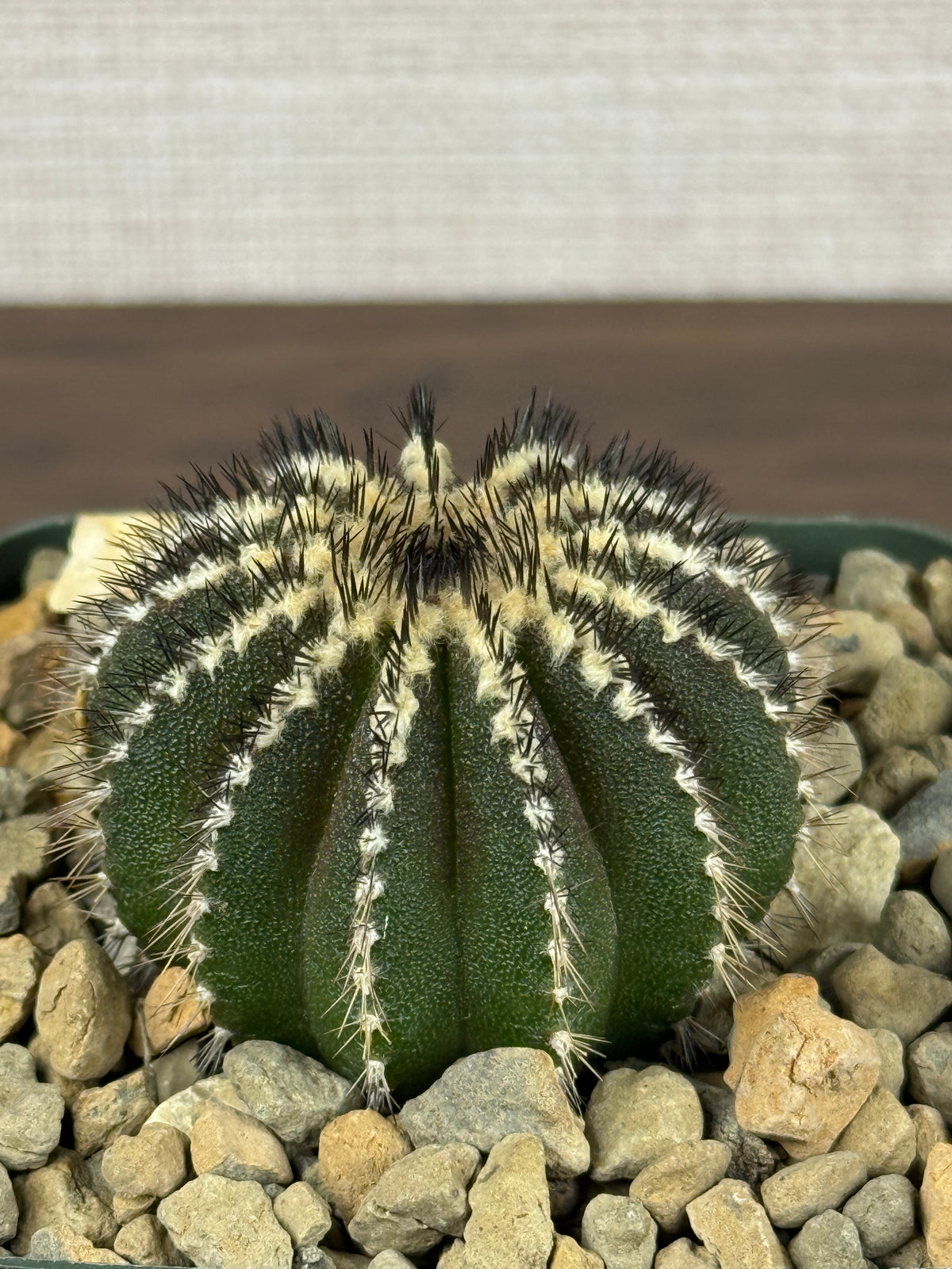 Uebelmannia pectinifera