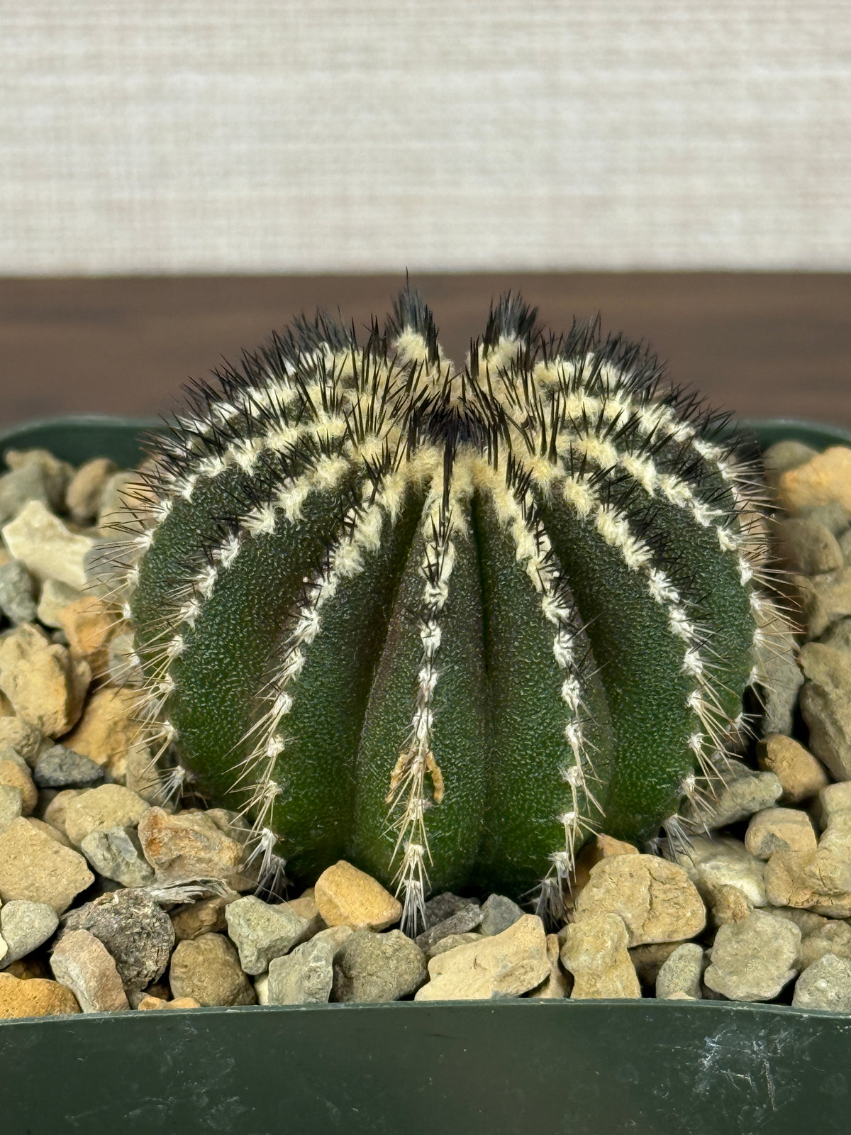Uebelmannia pectinifera