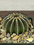 Uebelmannia pectinifera