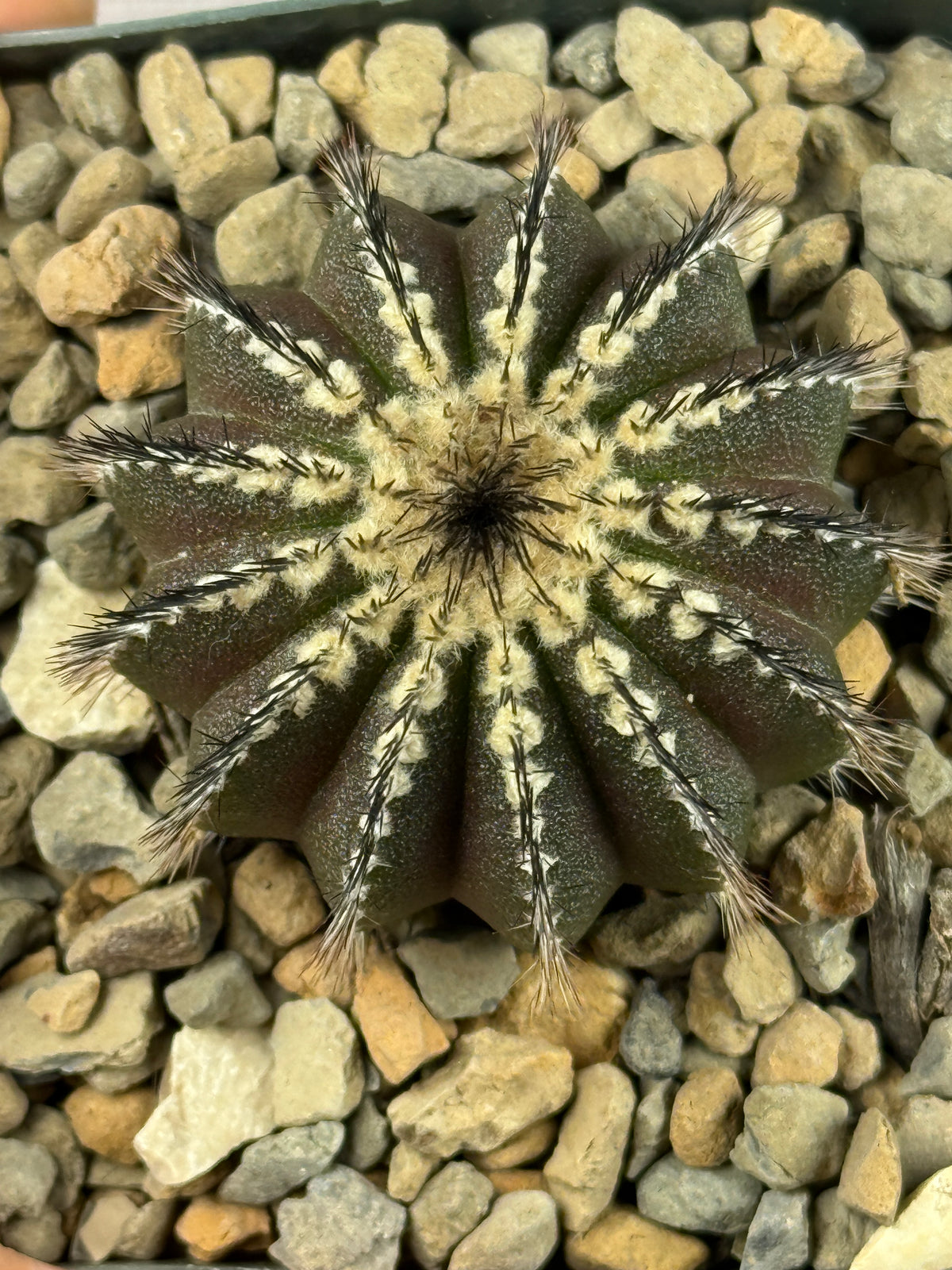Uebelmannia pectinifera