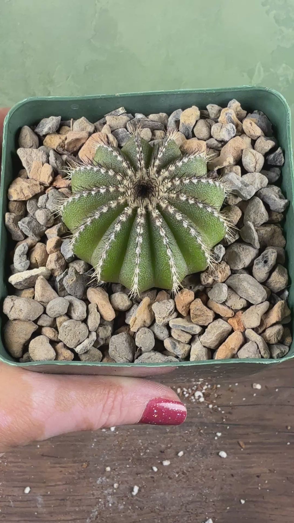 Uebelmannia pectinifera (Copy)
