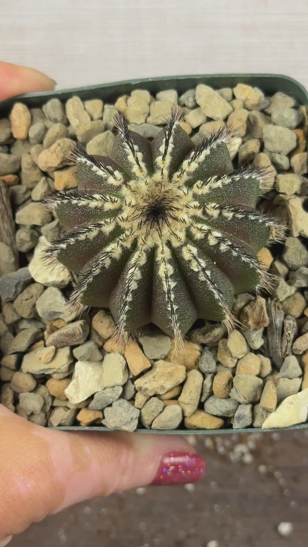 Uebelmannia pectinifera