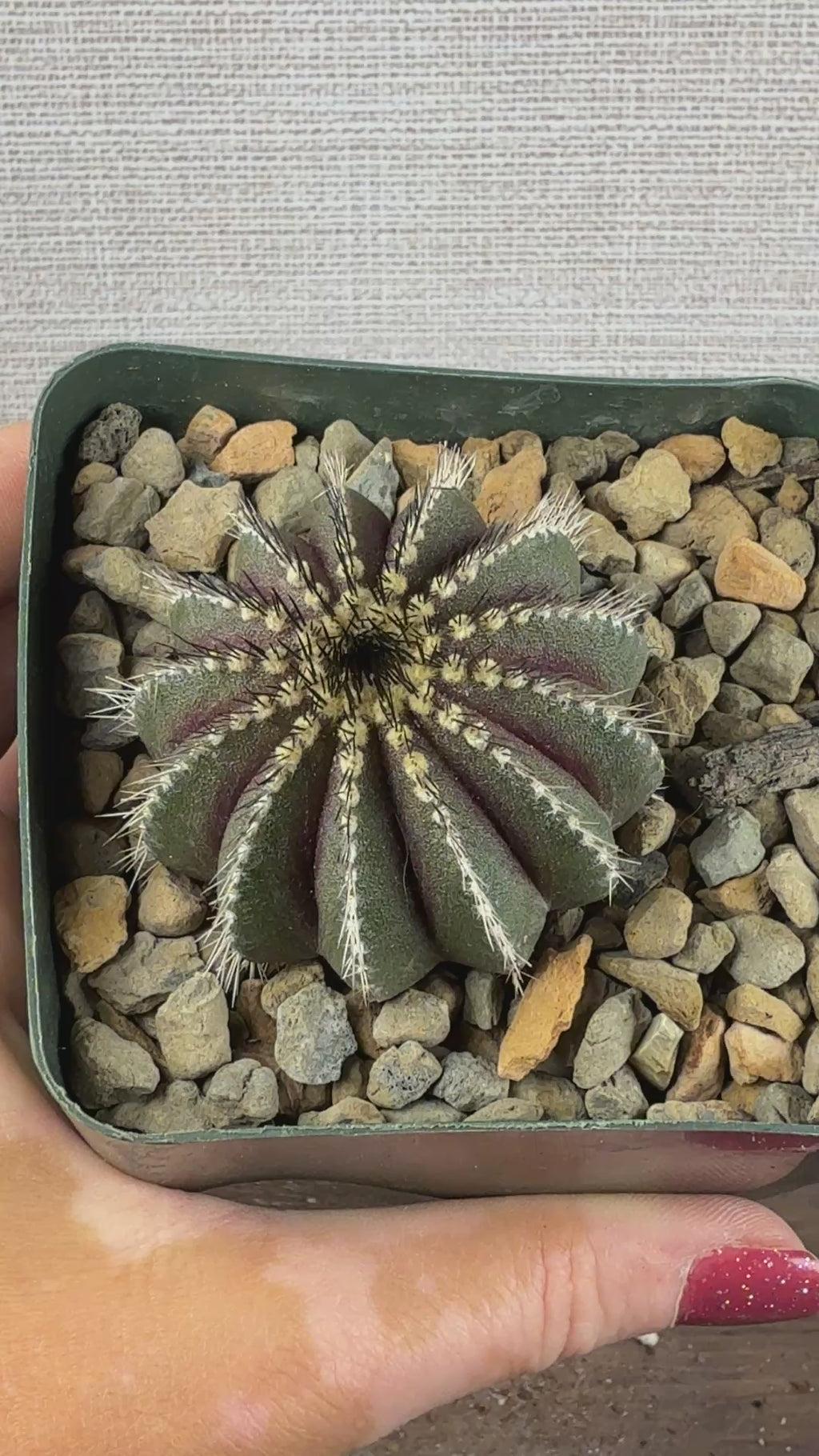 Uebelmannia pectinifera (Copy)