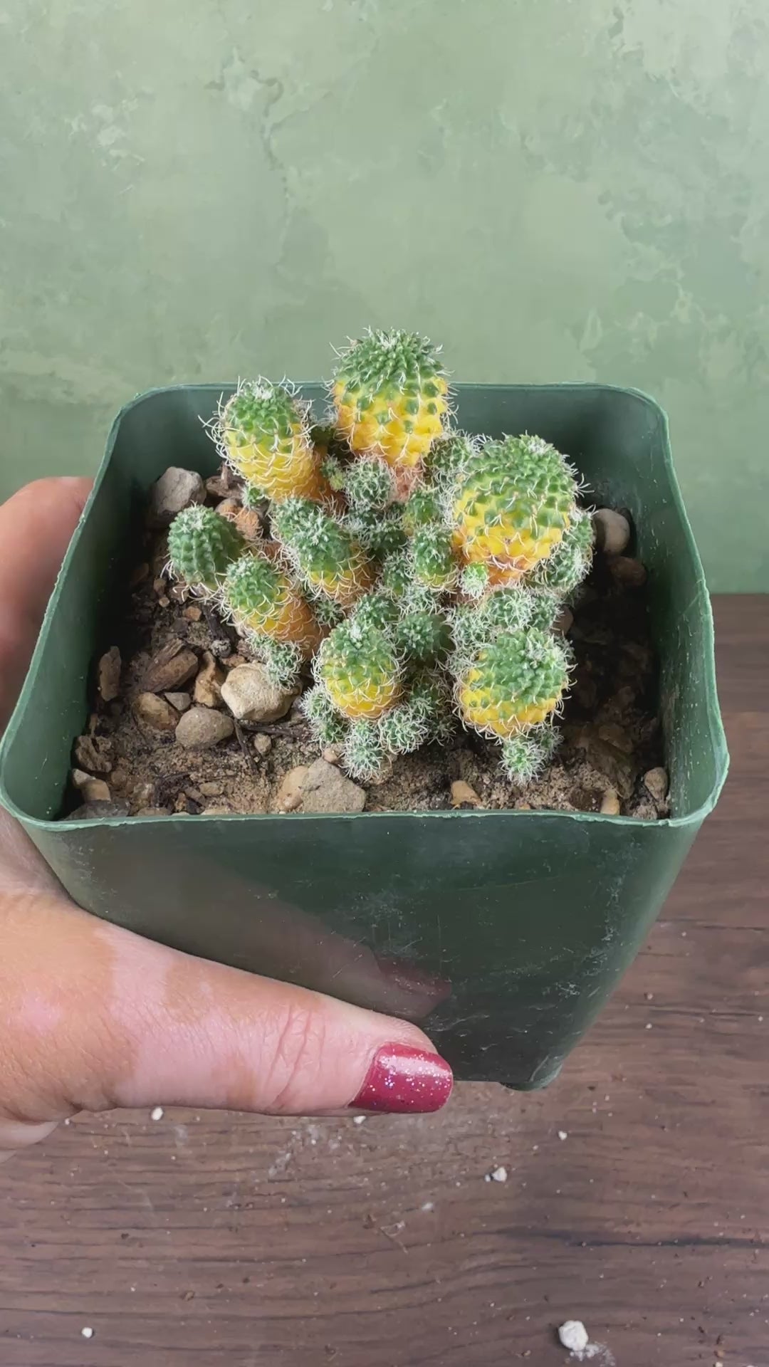 Turbinicarpus horripilus f. monstrosa