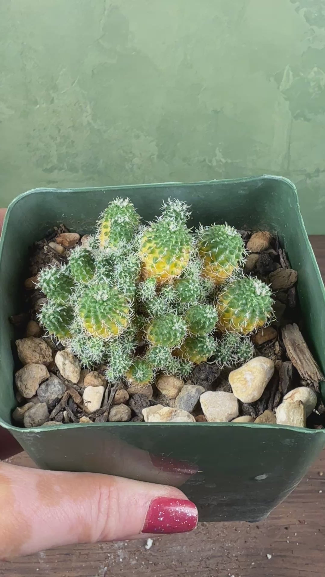 Turbinicarpus horripilus f. monstrosa